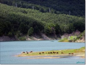 animale la pascut la marginea Lacului Măneciu